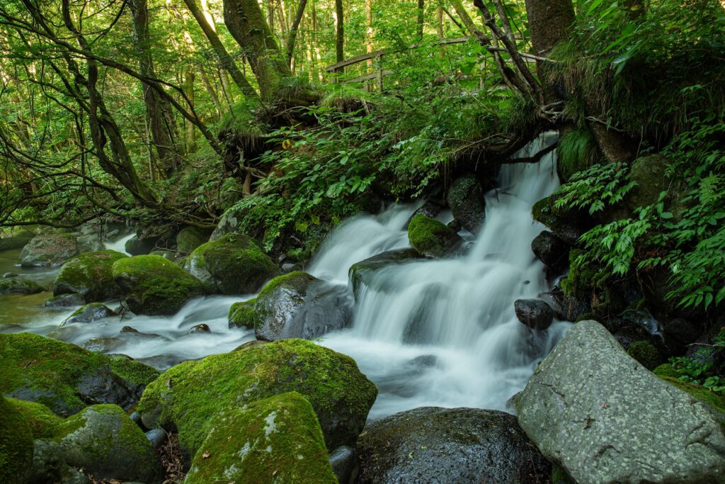 名水と秘湯を巡る栃木ドライブ｜尚仁沢湧水〜塩原温泉