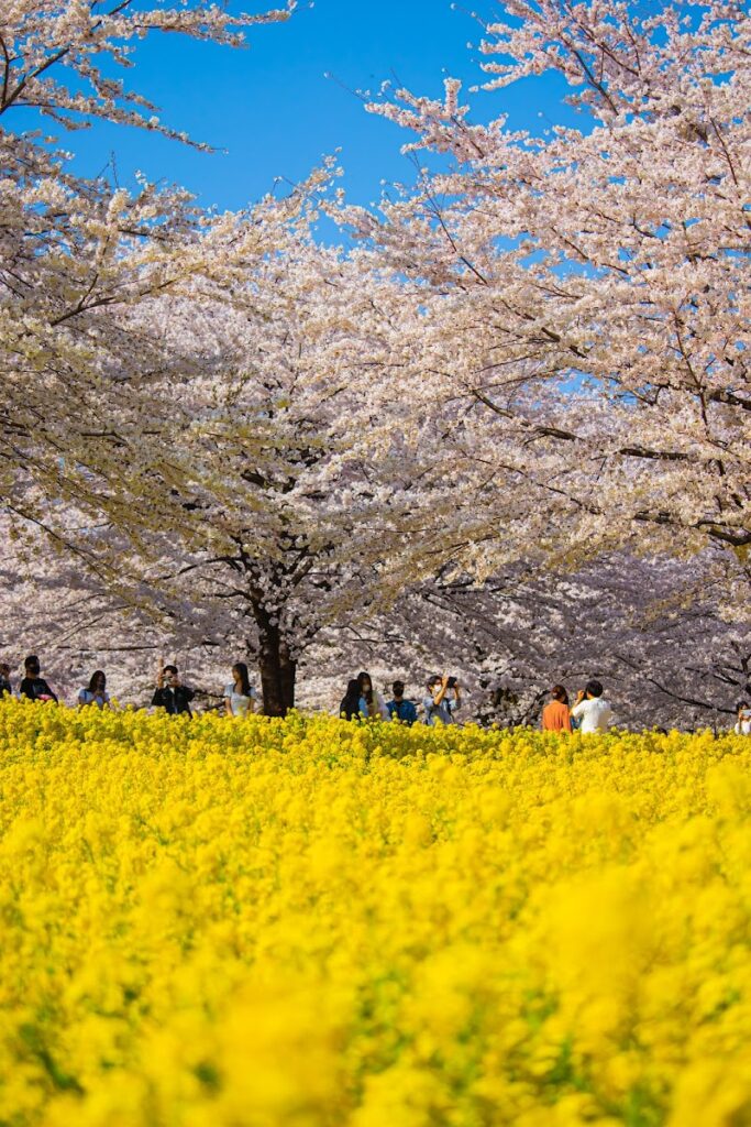 赤城南面千本桜