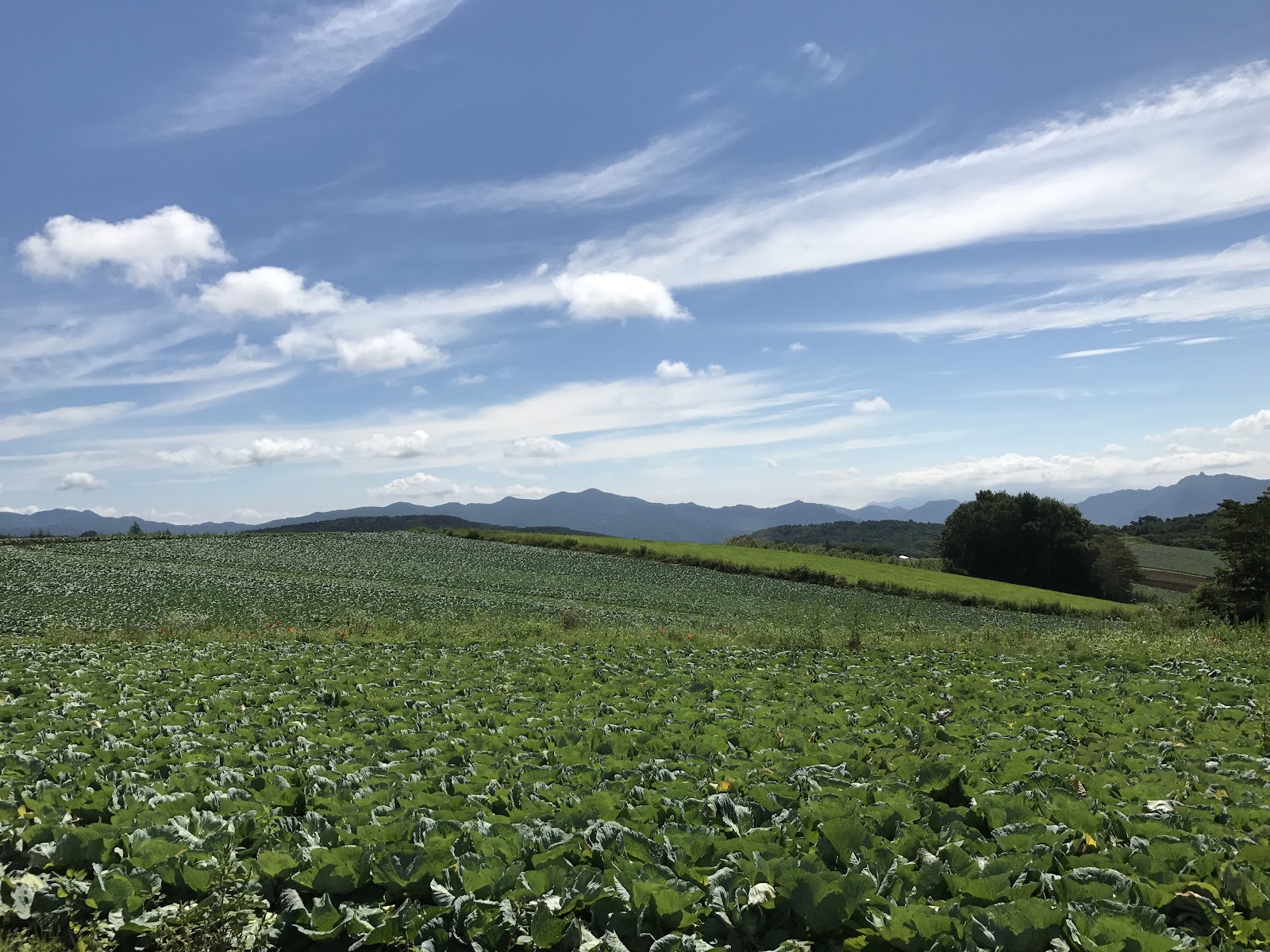 つまごいパノラマライン北ルート入口